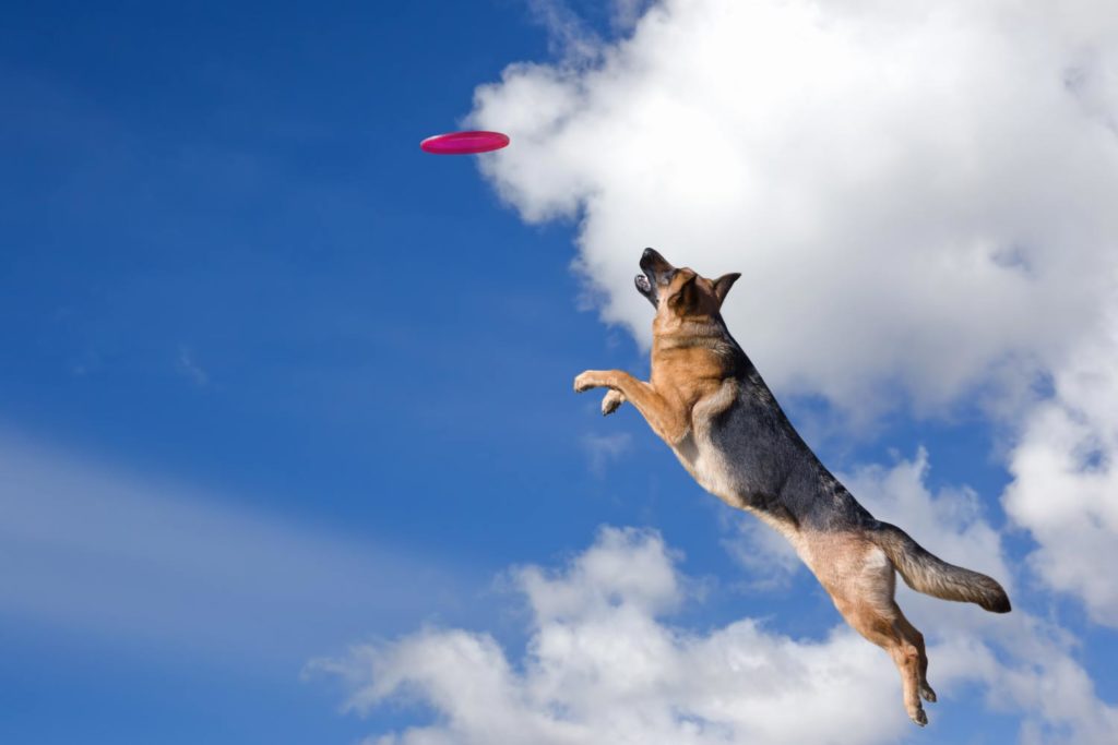 chien qui saute dans les airs pour attraper un frisbee - Supercroquettes